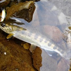 渓流ミノーイング